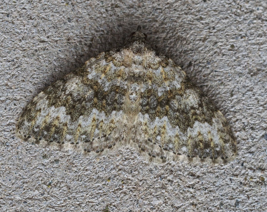 Geometridae: Coenotephria ablutaria?  S !